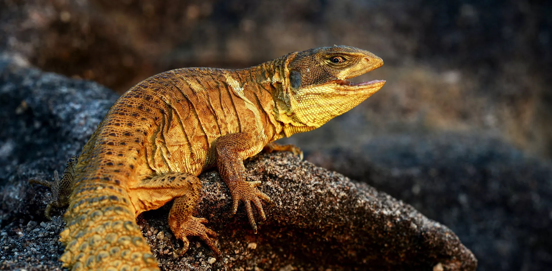 Parque Nacional da Serra da Capivara & Serra das Confusões 