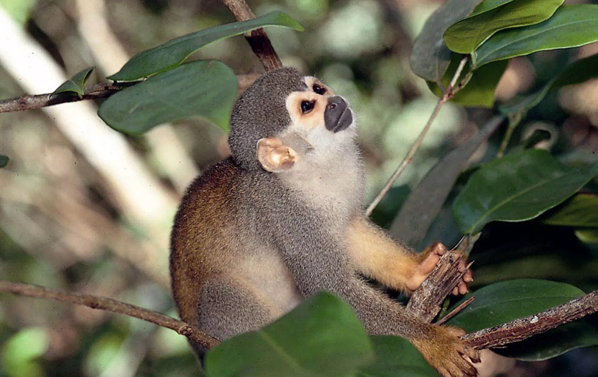 Lençóis Maranhenses e Amazônia