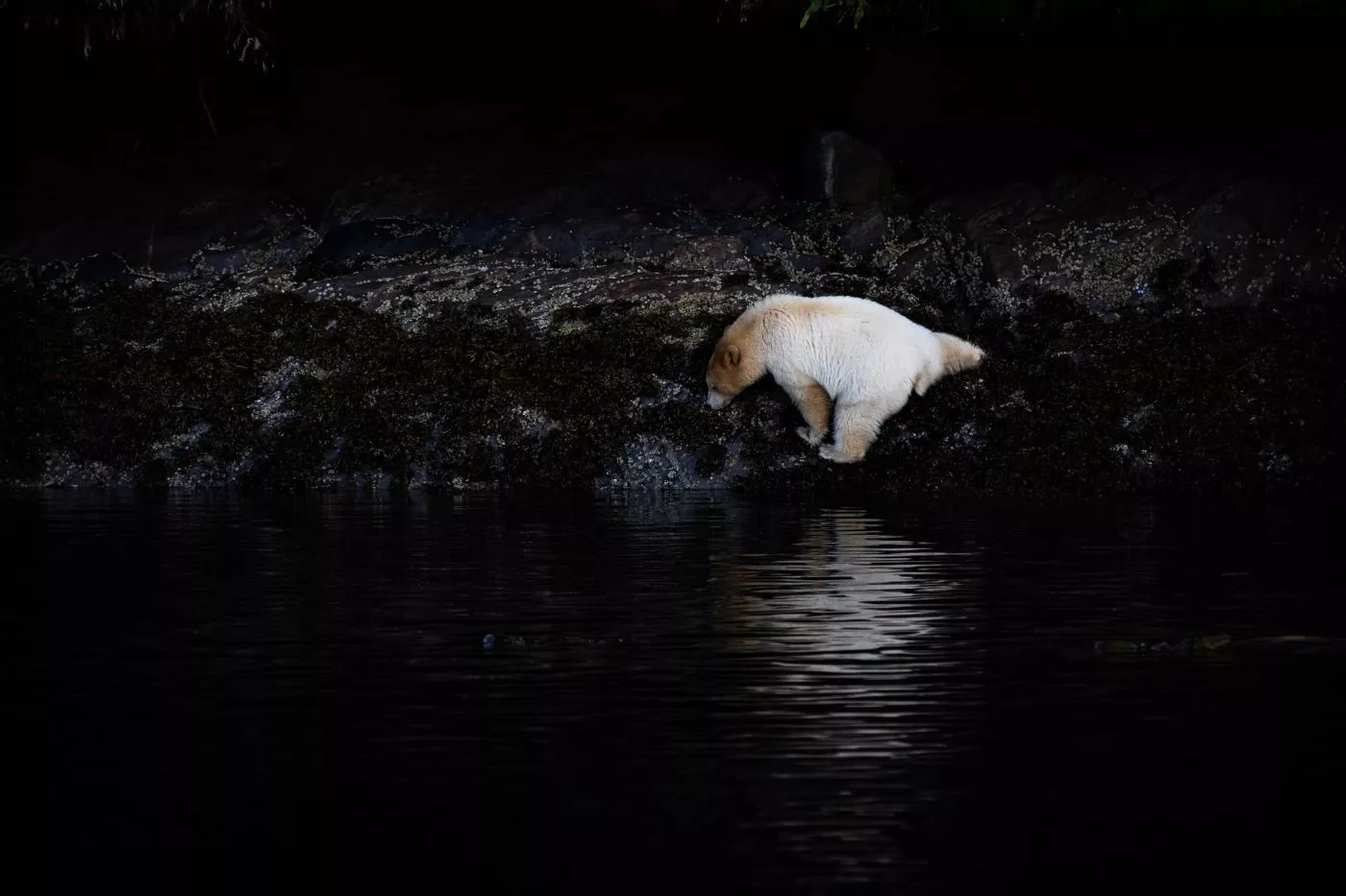 Observação de Ursos no Spirit Bear Lodge