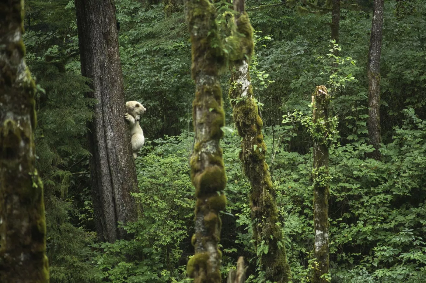 Observação de Ursos no Spirit Bear Lodge