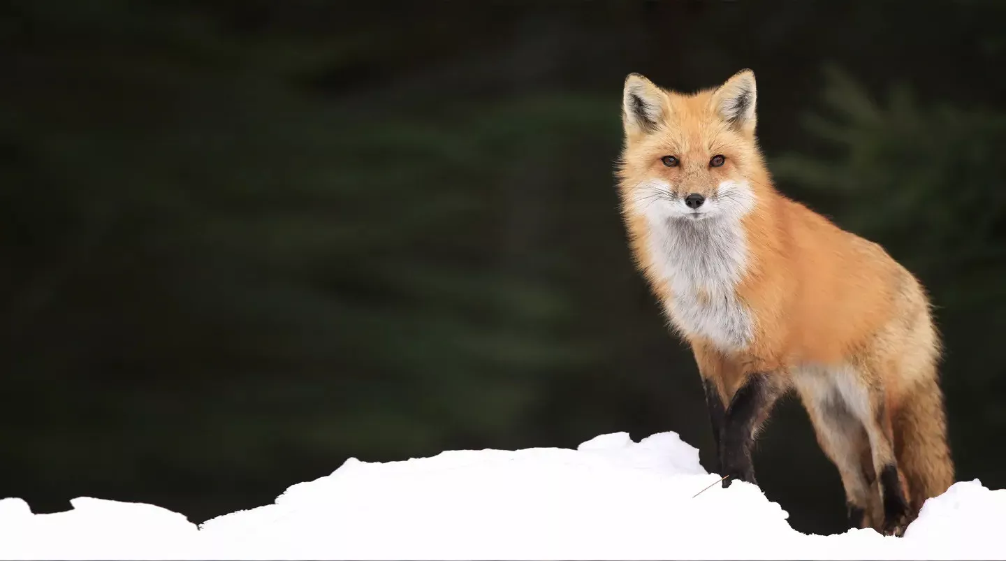 Bliss Seattle a Seattle