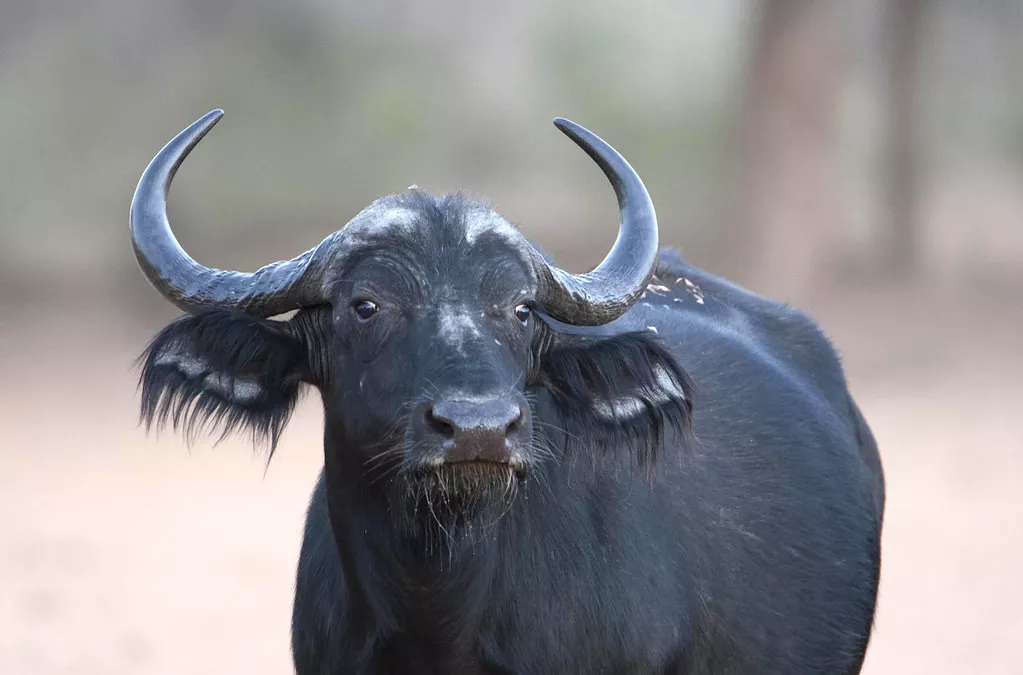Paisagens da Namíbia