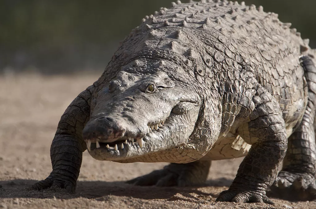 Paisagens da Namíbia