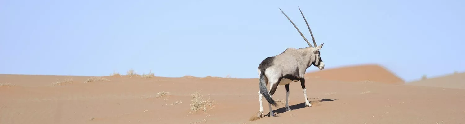 Self Drive e Safári com guia na Namíbia 