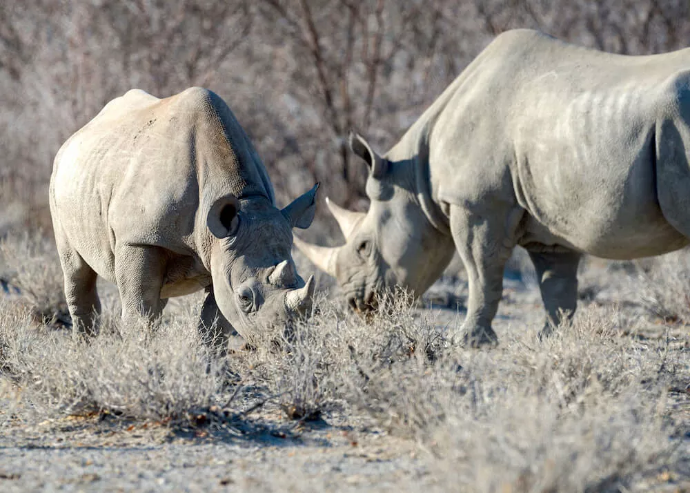 Self Drive e Safári com guia na Namíbia 