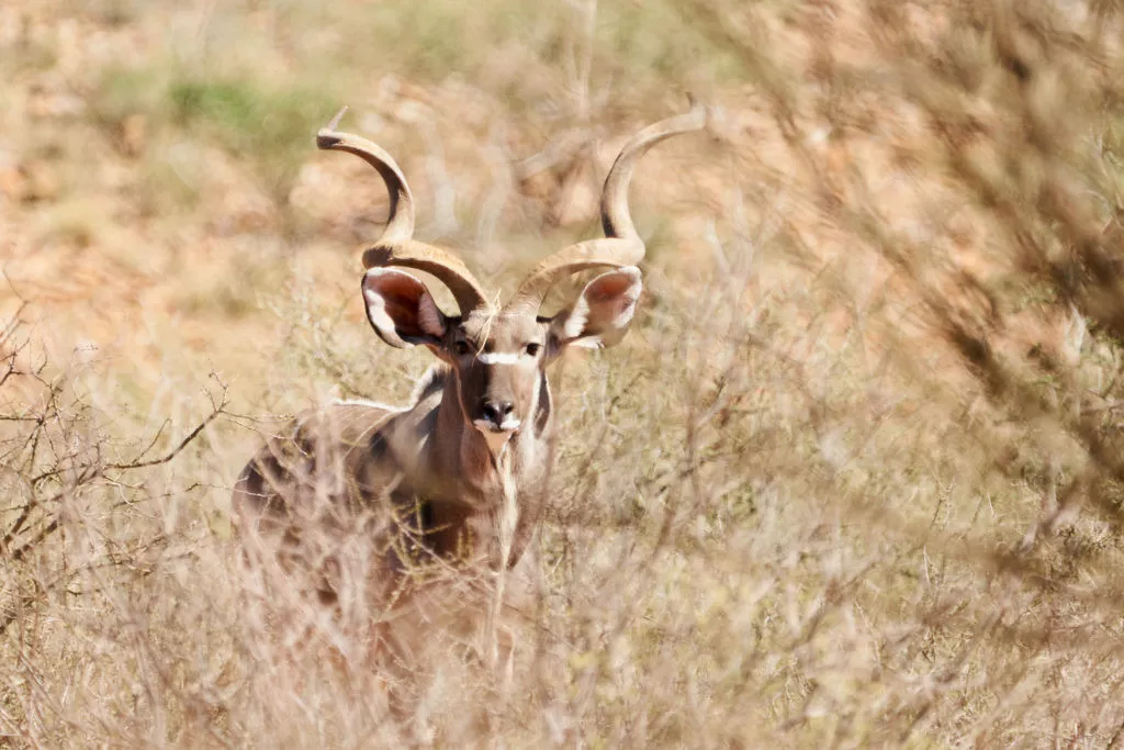 Safári África do Sul e Kalahari