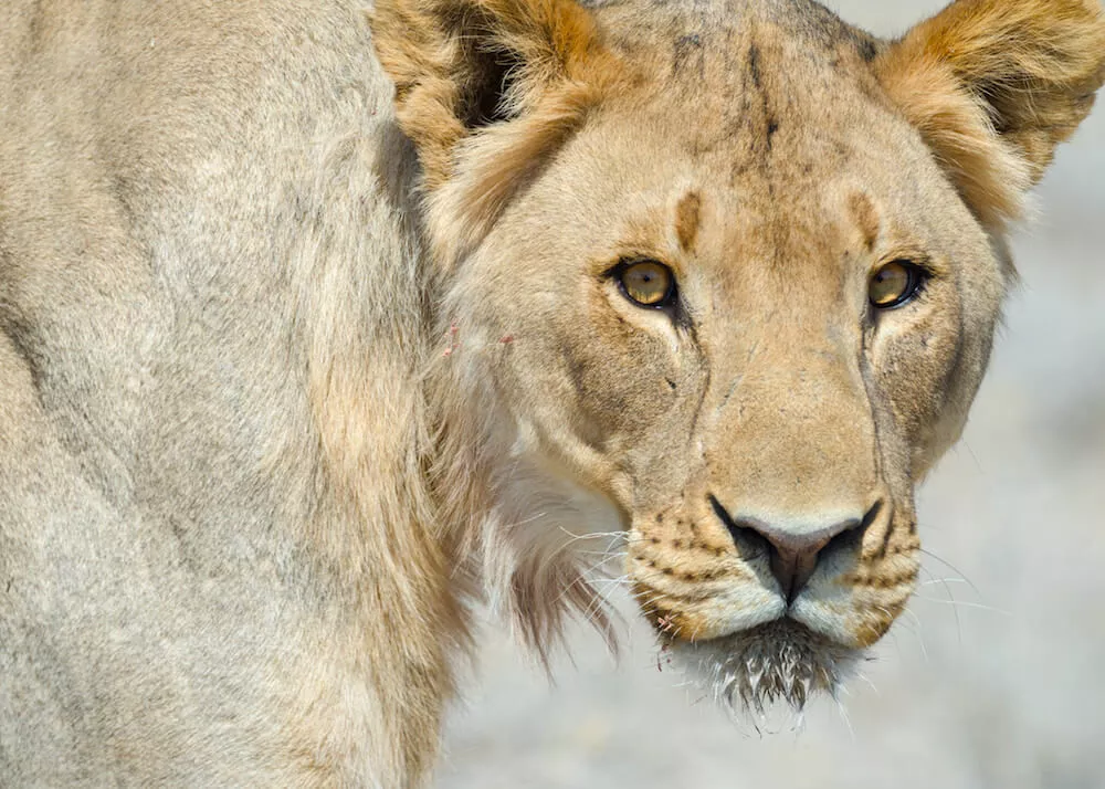 Self Drive e Safári com guia na Namíbia 