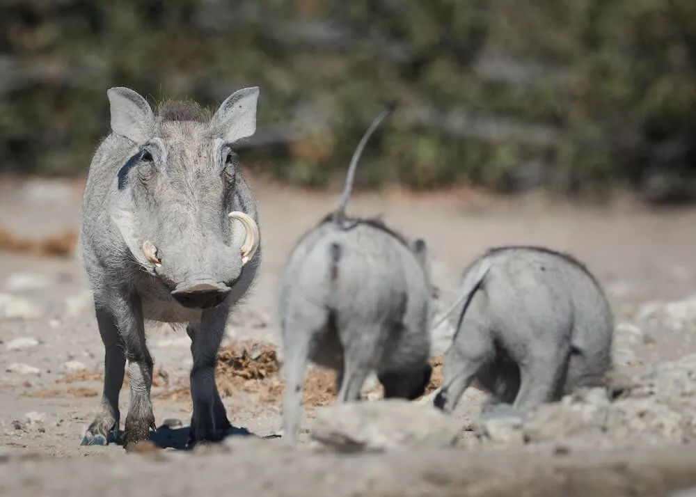Self Drive e Safári com guia na Namíbia 