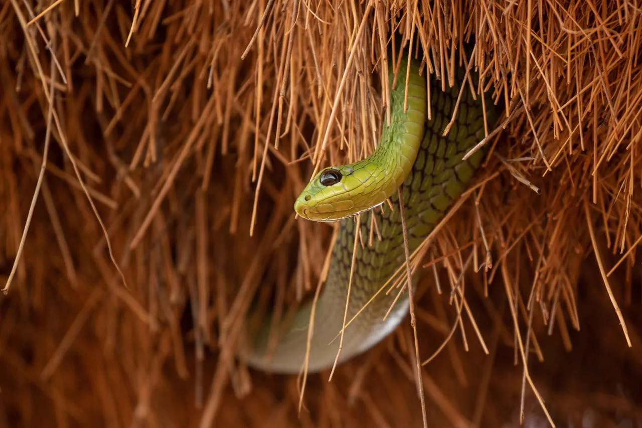 Safári África do Sul e Kalahari