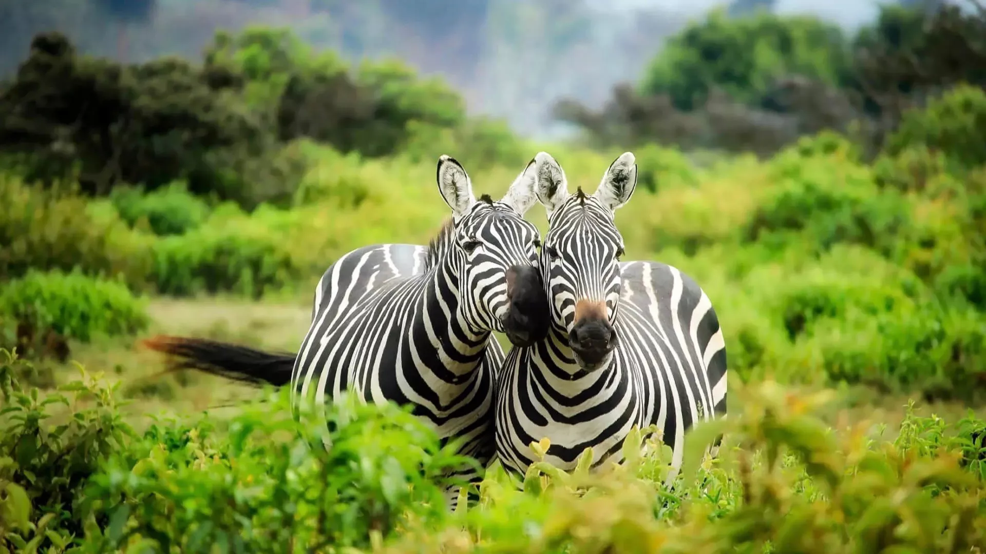 Quênia com Tanzânia e Zanzibar