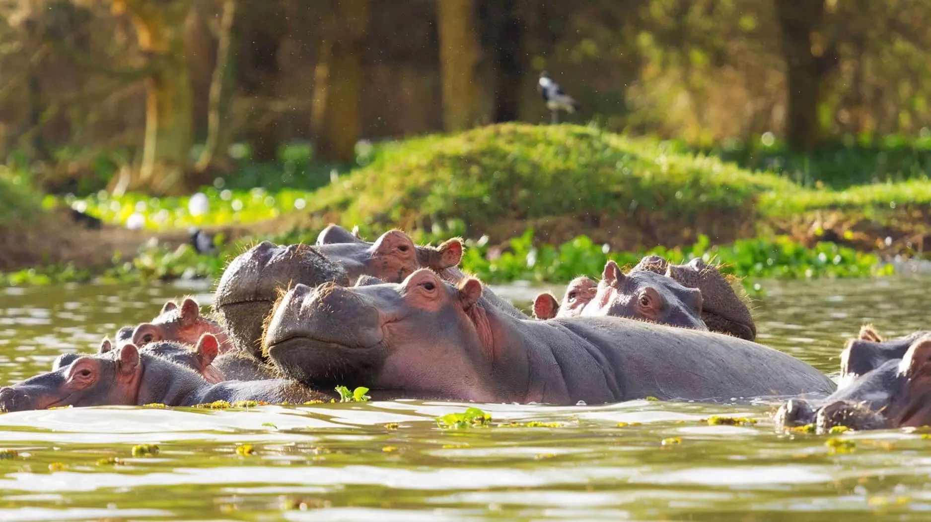 Quênia com Tanzânia e Zanzibar