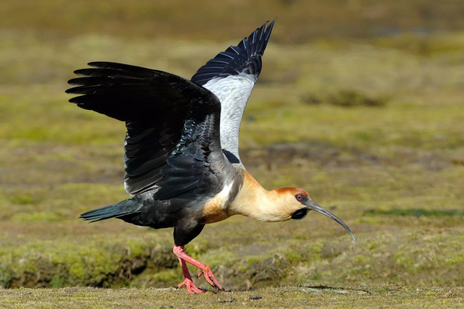 Ushuaia Aventura na Neve