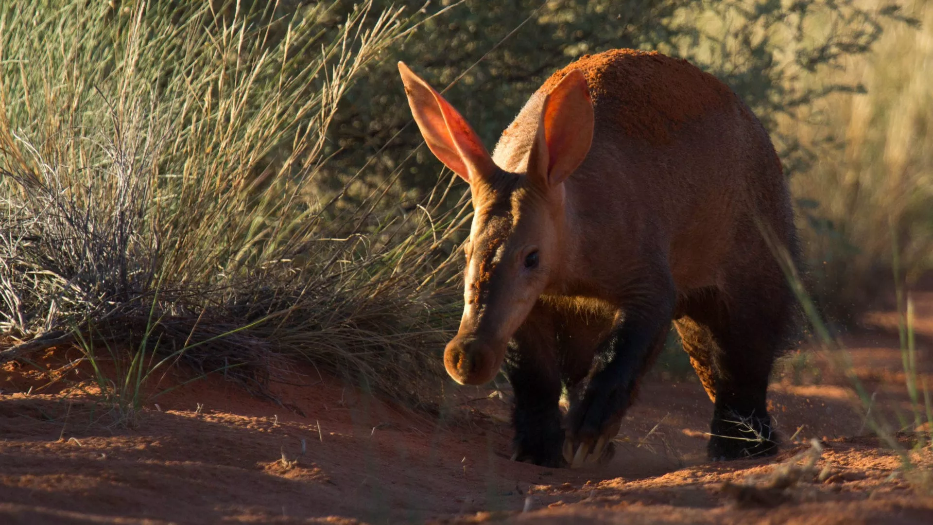 Safári África do Sul e Kalahari