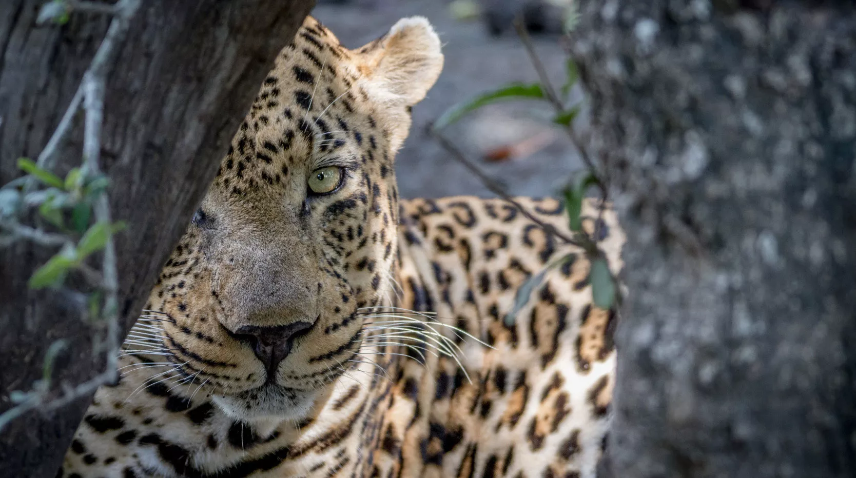 Safári África do Sul e Kalahari