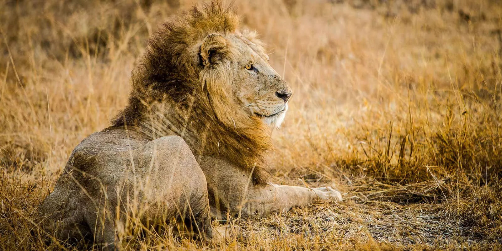 Safári África do Sul e Kalahari
