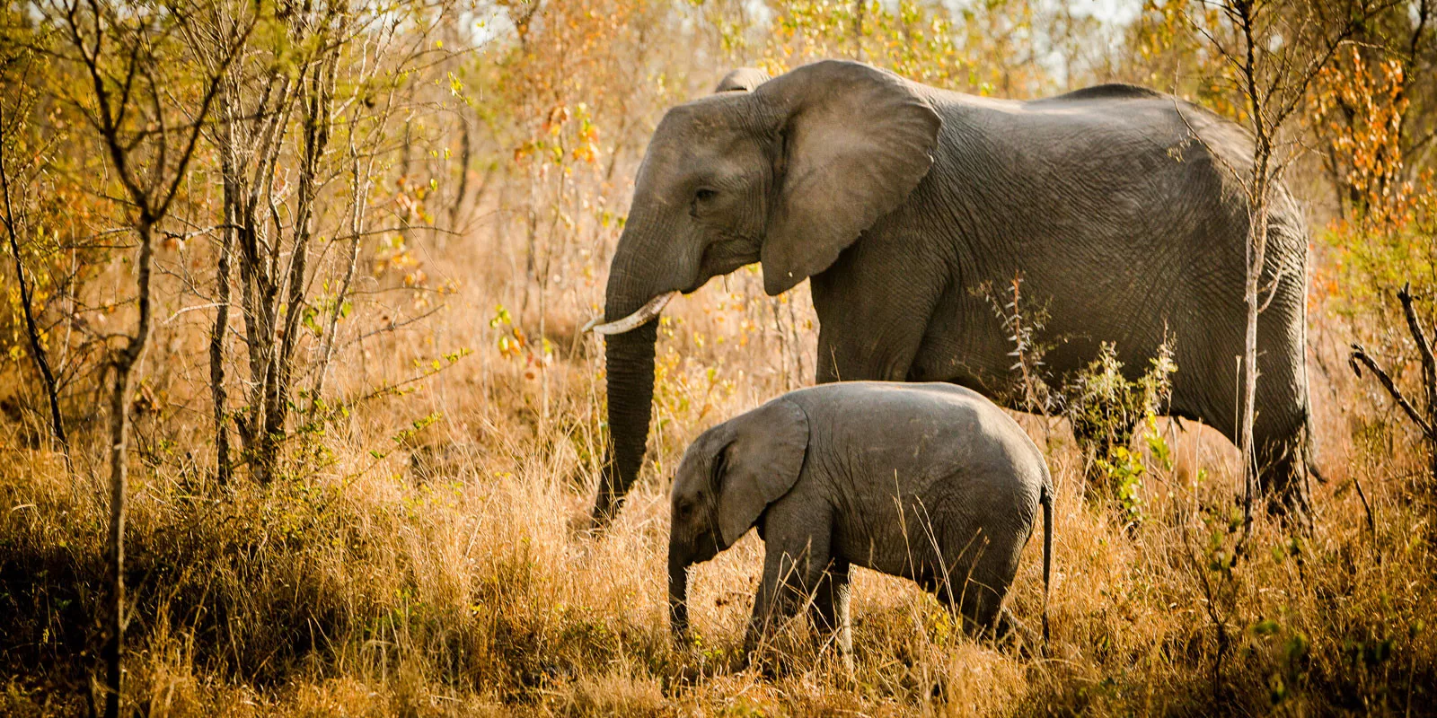 Safári África do Sul e Kalahari