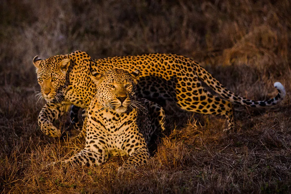 Safári África do Sul e Kalahari