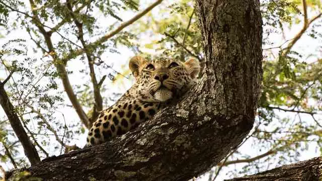 Victoria Falls e Safári no Zimbábue