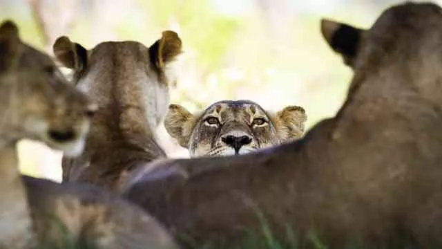 Victoria Falls e Safári no Zimbábue