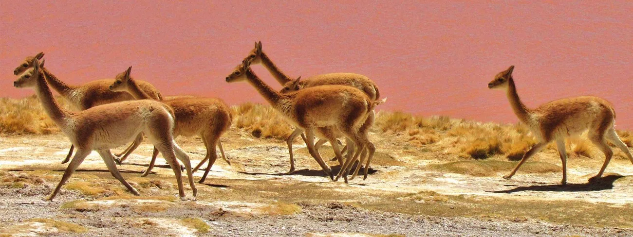 Travessia do Atacama Uyuni com Explora