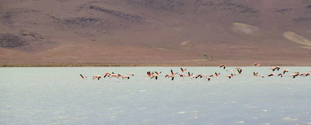Travessia do Atacama Uyuni com Explora