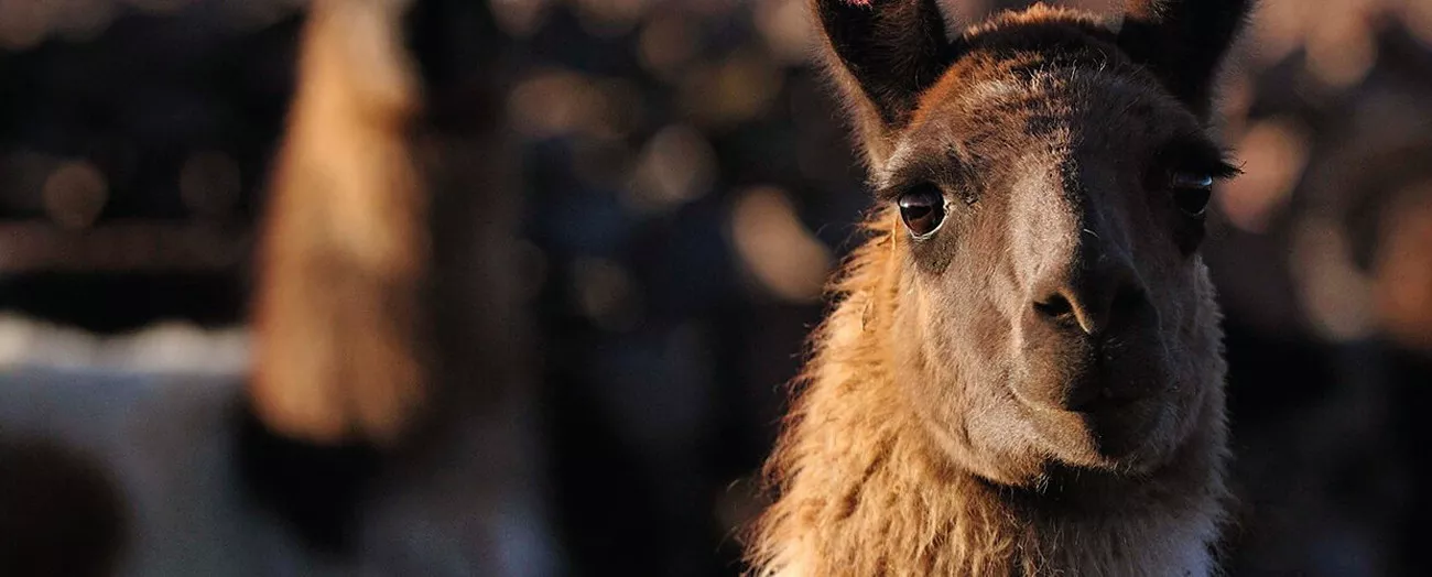 Travessia do Atacama Uyuni com Explora