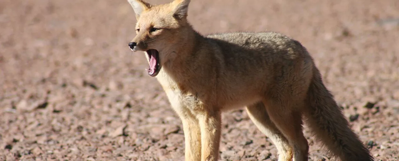 Travessia do Atacama Uyuni com Explora