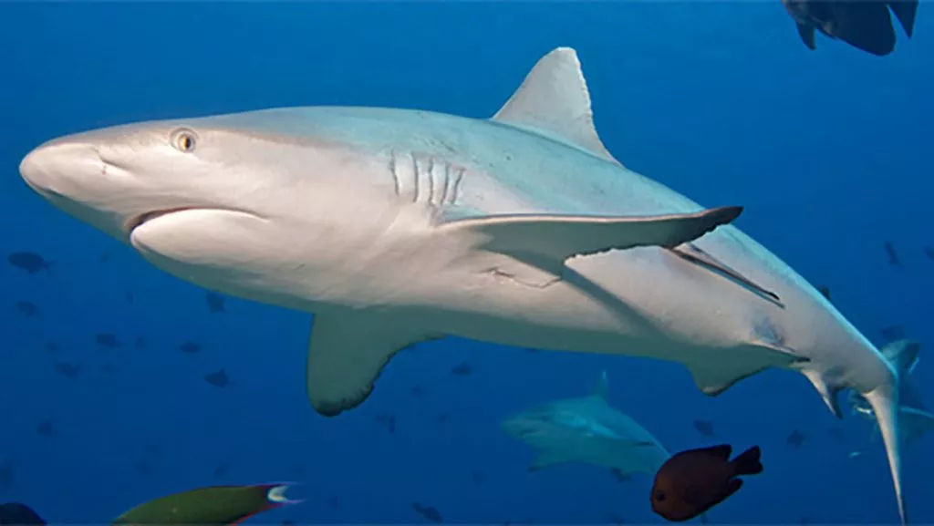 Kudadoo Maldives Private Island