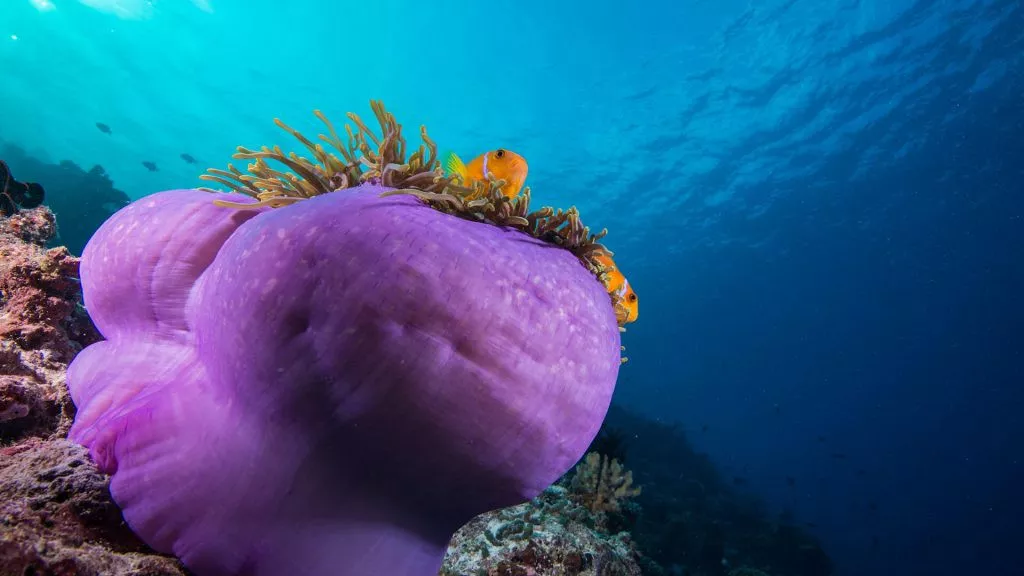 You & Me by Cocoon Maldives 