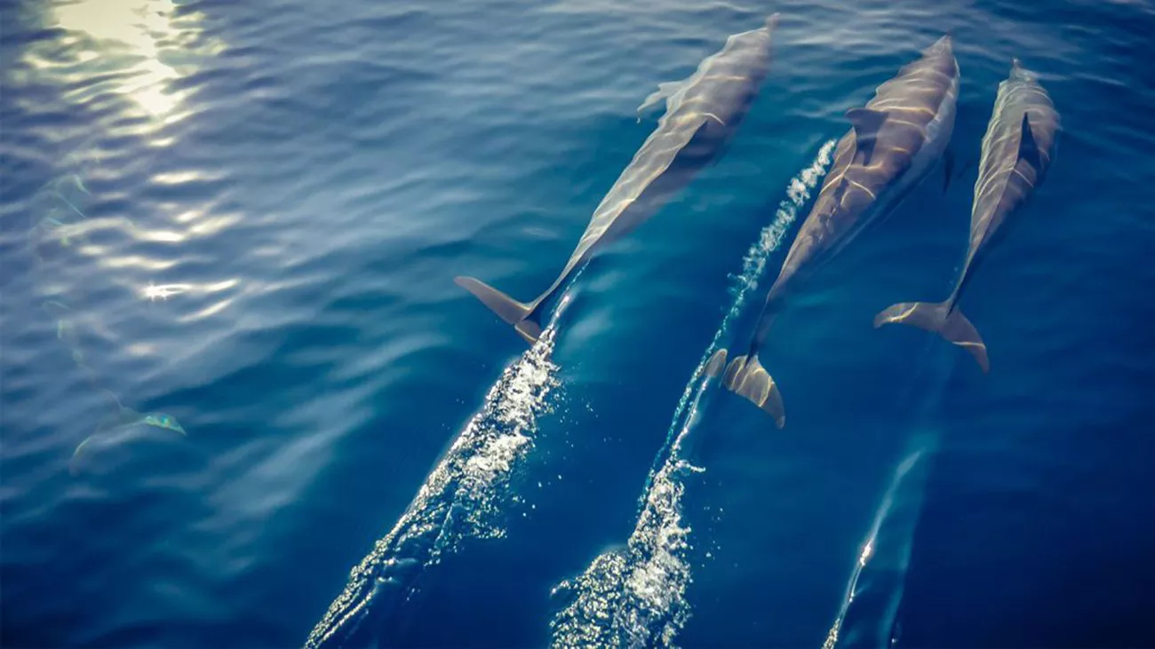 Kagi Maldives Spa Island