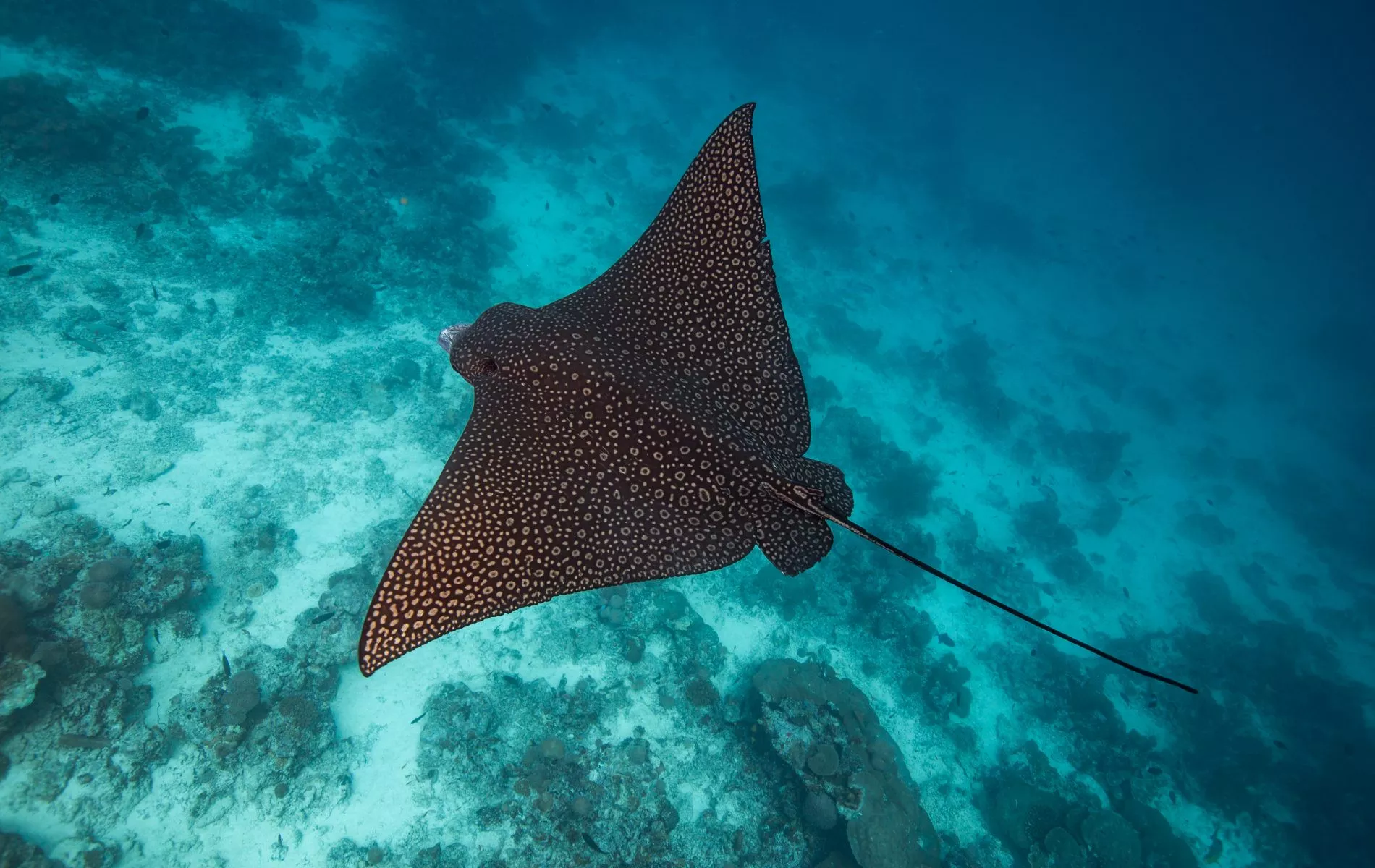 Fairmont Maldives Sirru Fen Fushi