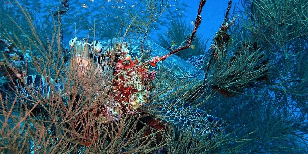 Milaidhoo Island Maldives