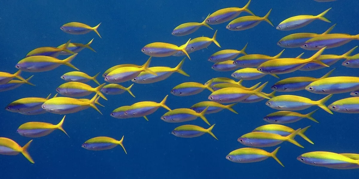 Milaidhoo Island Maldives