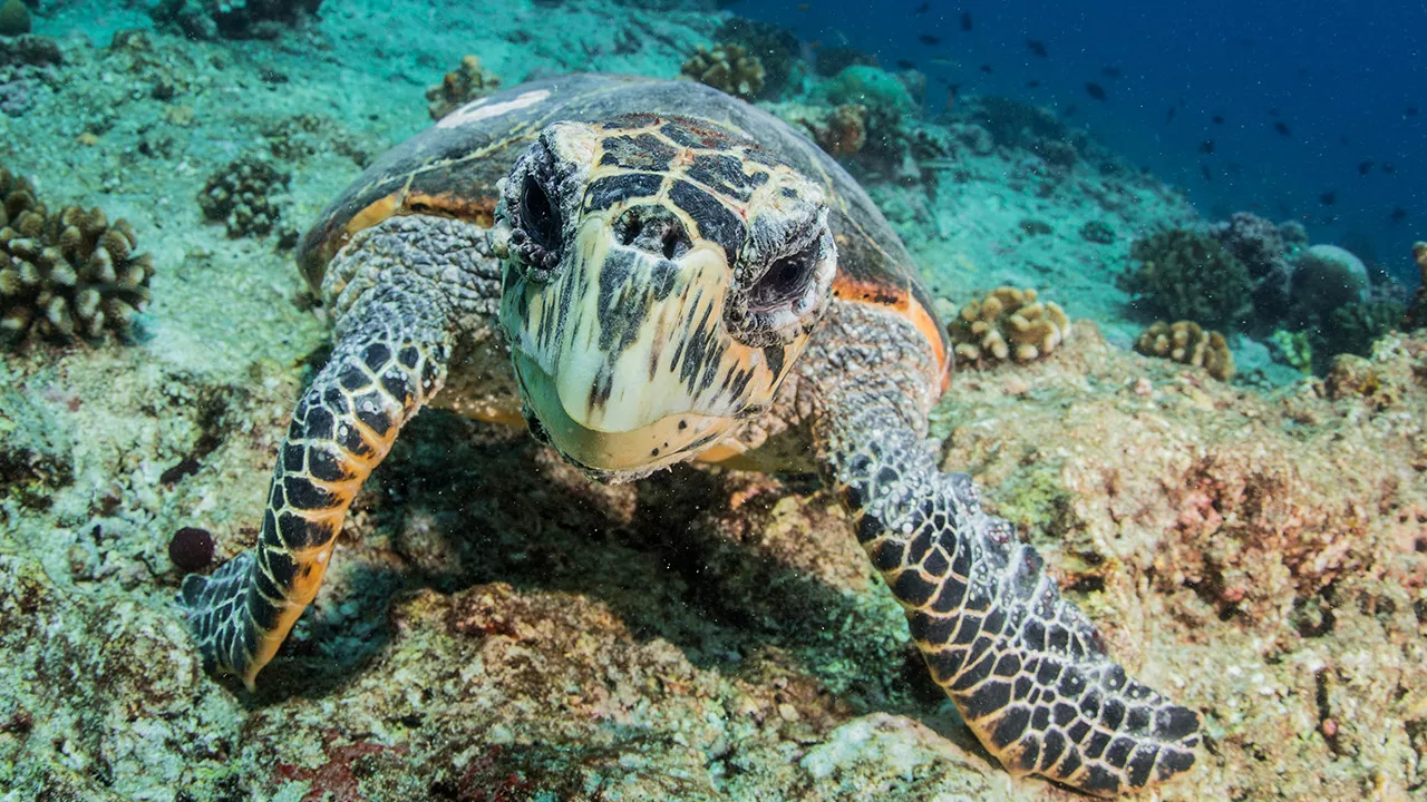 Fairmont Maldives Sirru Fen Fushi