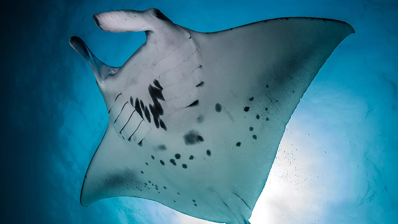 Fairmont Maldives Sirru Fen Fushi