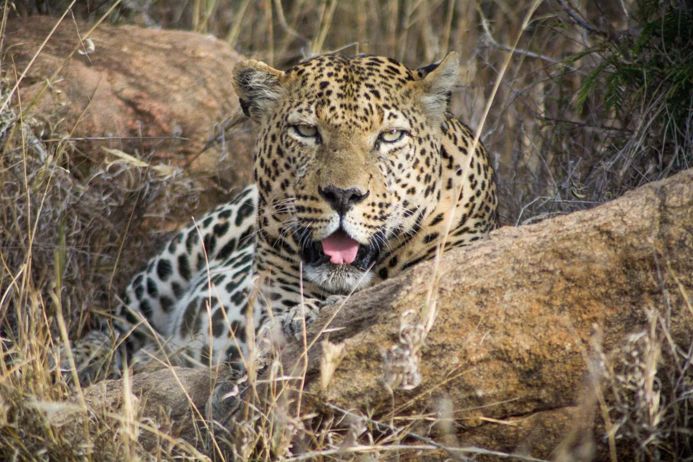 Quênia & Tanzânia Safari para Famílias