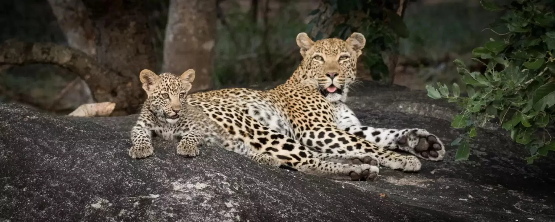 África do Sul e Victória Falls em Alto Estilo