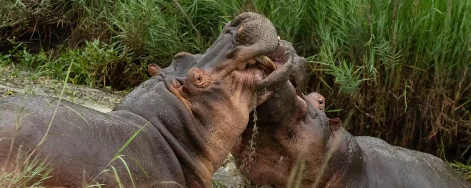 África do Sul e Victória Falls em Alto Estilo