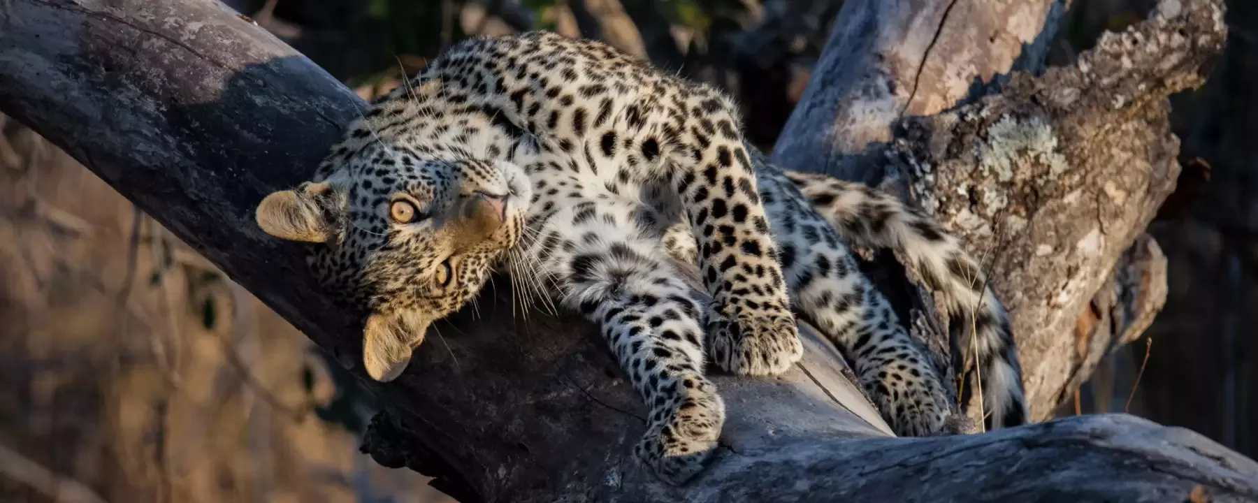 África do Sul e Victória Falls em Alto Estilo