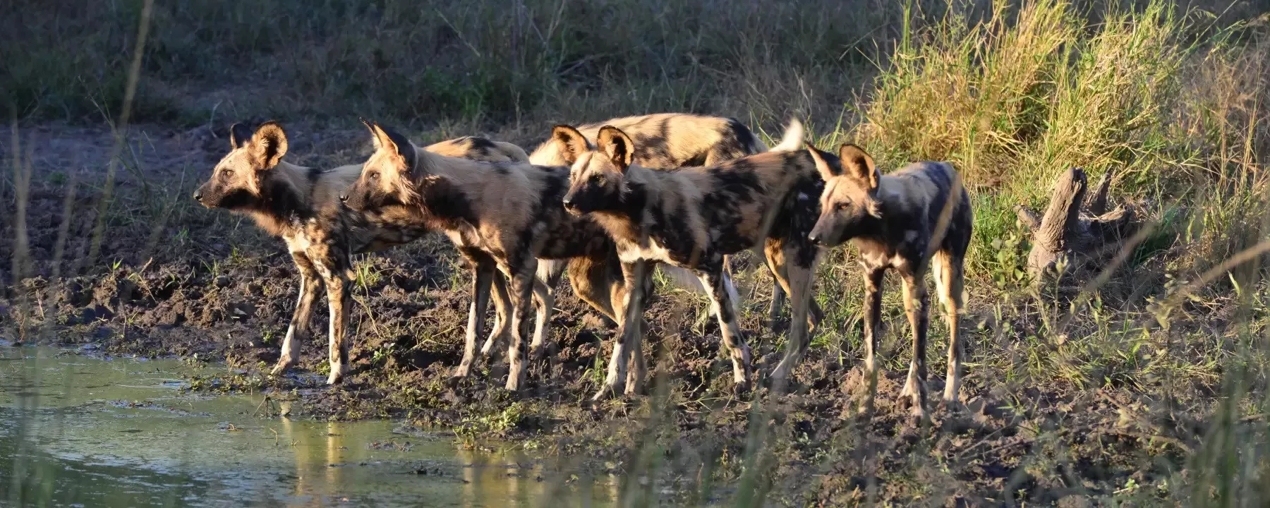 África do Sul e Victória Falls em Alto Estilo