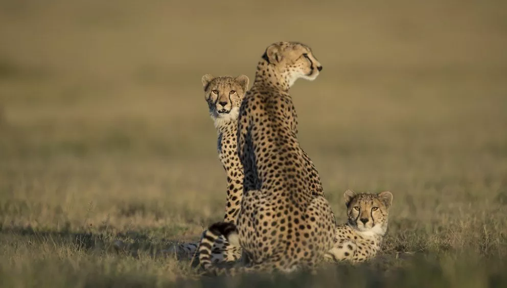 Arusha, Singita & Zuri Zanzibar