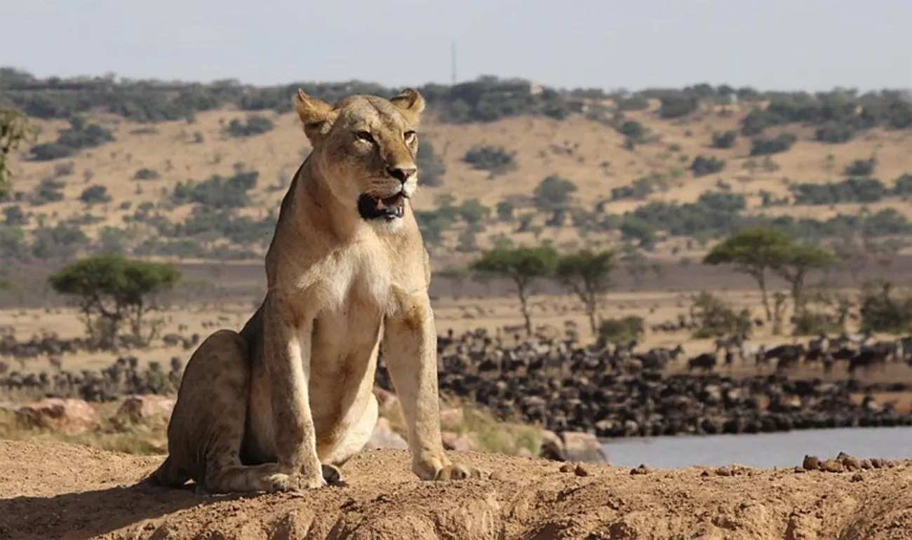 Arusha, Singita & Zuri Zanzibar