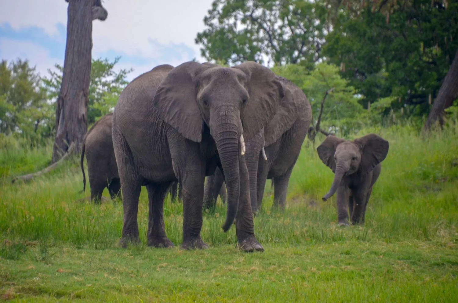Tongabezi Lodge by Green Safaris