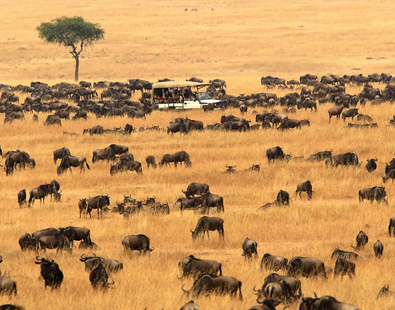 Grande Migração by Bushtops Camp 