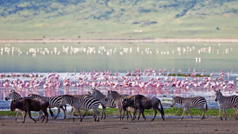 Lua de Mel na Tanzânia by AndBeyond