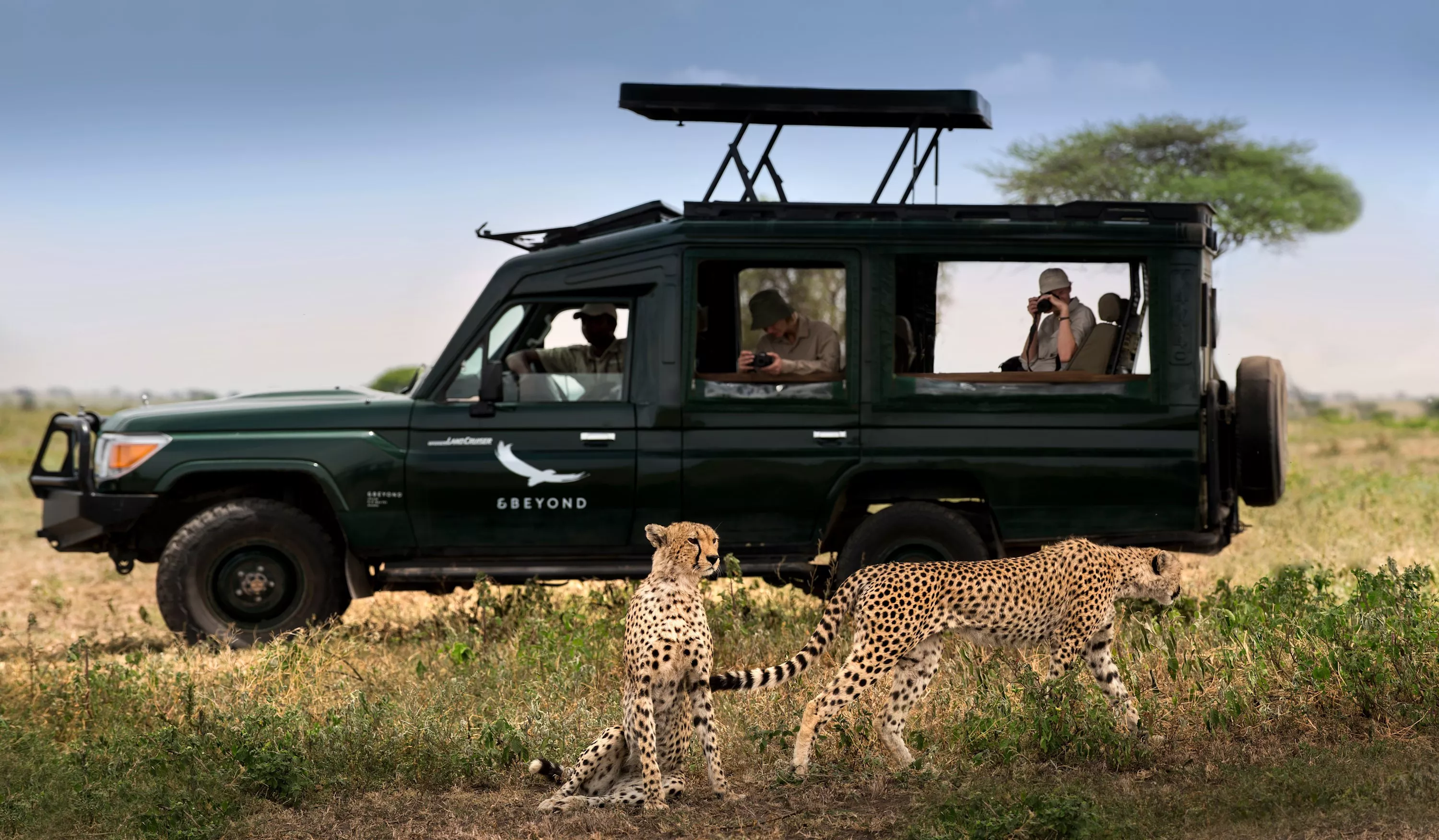 Tanzania  Safari