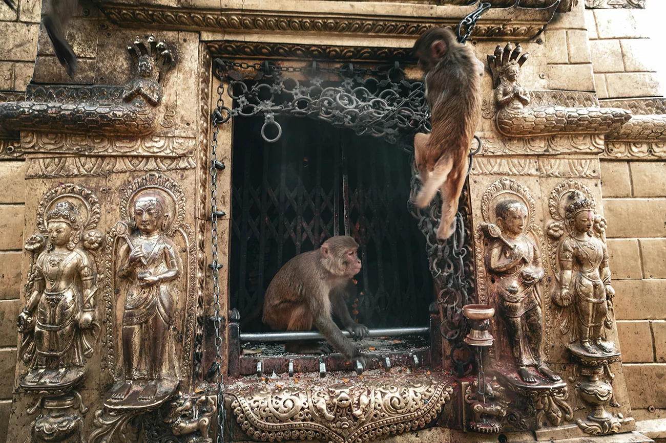 Nepal Templos e Safári