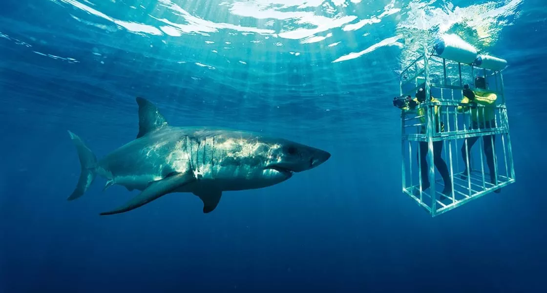 Cape Town & Safári na Reserva Privativa Shamwari