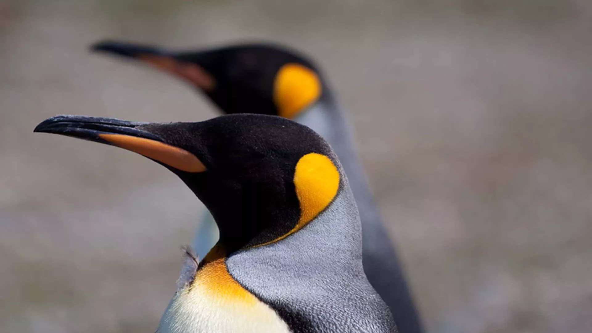Expedições Antartica 