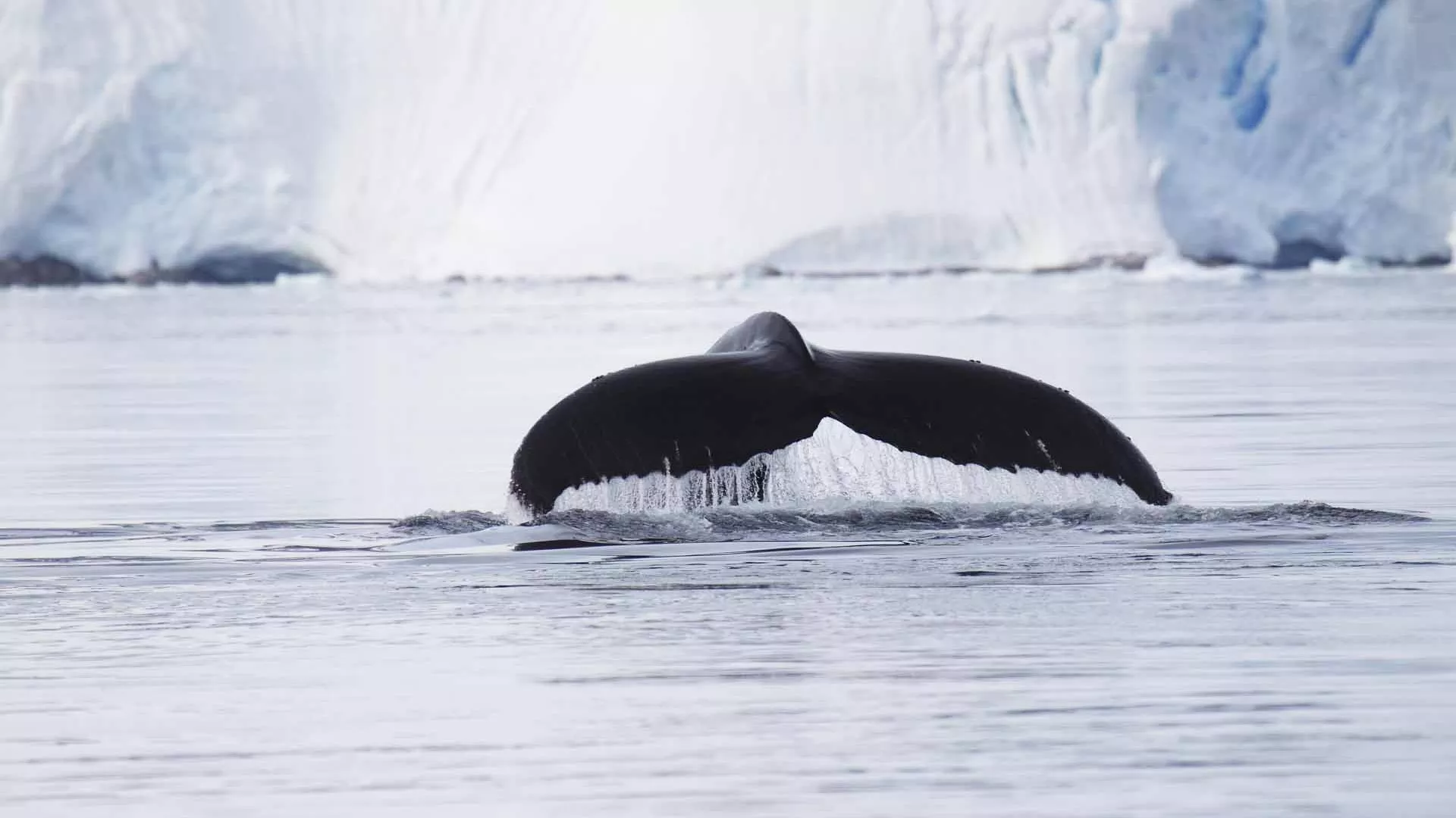 Antartica 